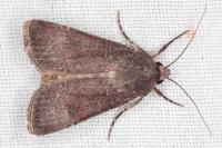 Agrotis trux