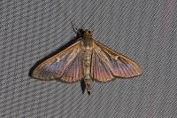 Cydalima perspectalis