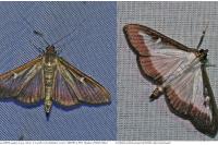 Cydalima perspectalis