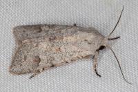 Ammoconia caecimacula