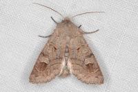 Ammoconia caecimacula
