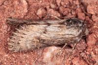 Aporophyla australis