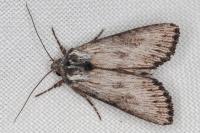 Aporophyla australis