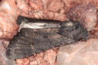 Aporophyla nigra