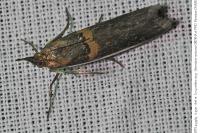 Etiella zinckenella
