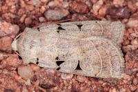 Eugnorisma glareosa