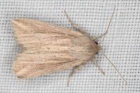 Mythimna riparia