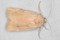 Noctua tirrenica