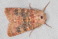 Polymixis argillaceago