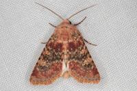 Polymixis argillaceago