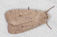 Xestia castanea