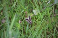 Autographa gamma