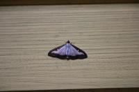 Cydalima perspectalis