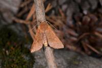 Anchoscelis helvola