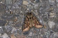 Allophyes oxyacanthae