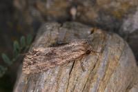 Apamea monoglypha monoglypha
