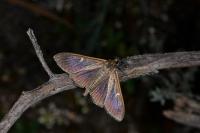 Cydalima perspectalis