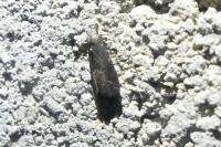 Schrankia costaestrigalis