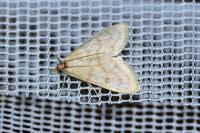 Paracorsia repandalis