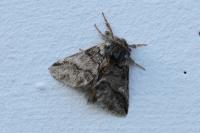 Thaumetopoea processionea