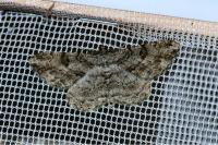 Peribatodes rhomboidaria rhomboidaria