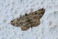 Peribatodes rhomboidaria rhomboidaria