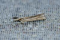 Ancylolomia tentaculella / disparalis
