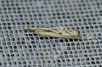 Agriphila inquinatella