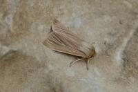 Mythimna pallens