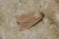 Mythimna pallens