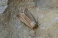 Mythimna pallens