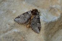 Drymonia obliterata