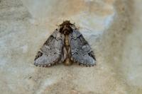 Drymonia obliterata