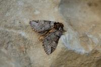 Drymonia obliterata