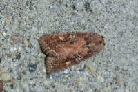 Lacanobia oleracea
