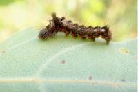 Acronicta rumicis