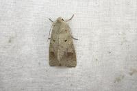 Ammoconia caecimacula