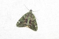 Chloroclysta siterata