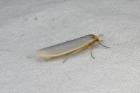 Eilema caniola