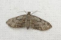 Eupithecia ericeata