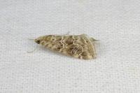 Hellula undalis