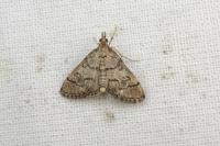 Metasia cuencalis bourgognei