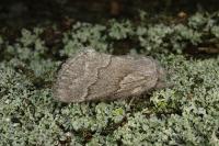 Trichiura castiliana