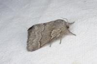 Trichiura castiliana