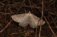 Odontognophos dumetata