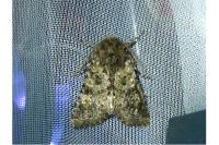 Polymixis lichenea