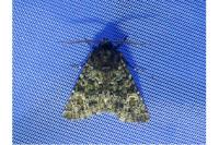 Polymixis lichenea