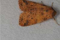 Cirrhia gilvago