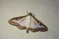 Cydalima perspectalis