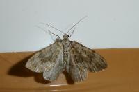 Coenotephria ablutaria